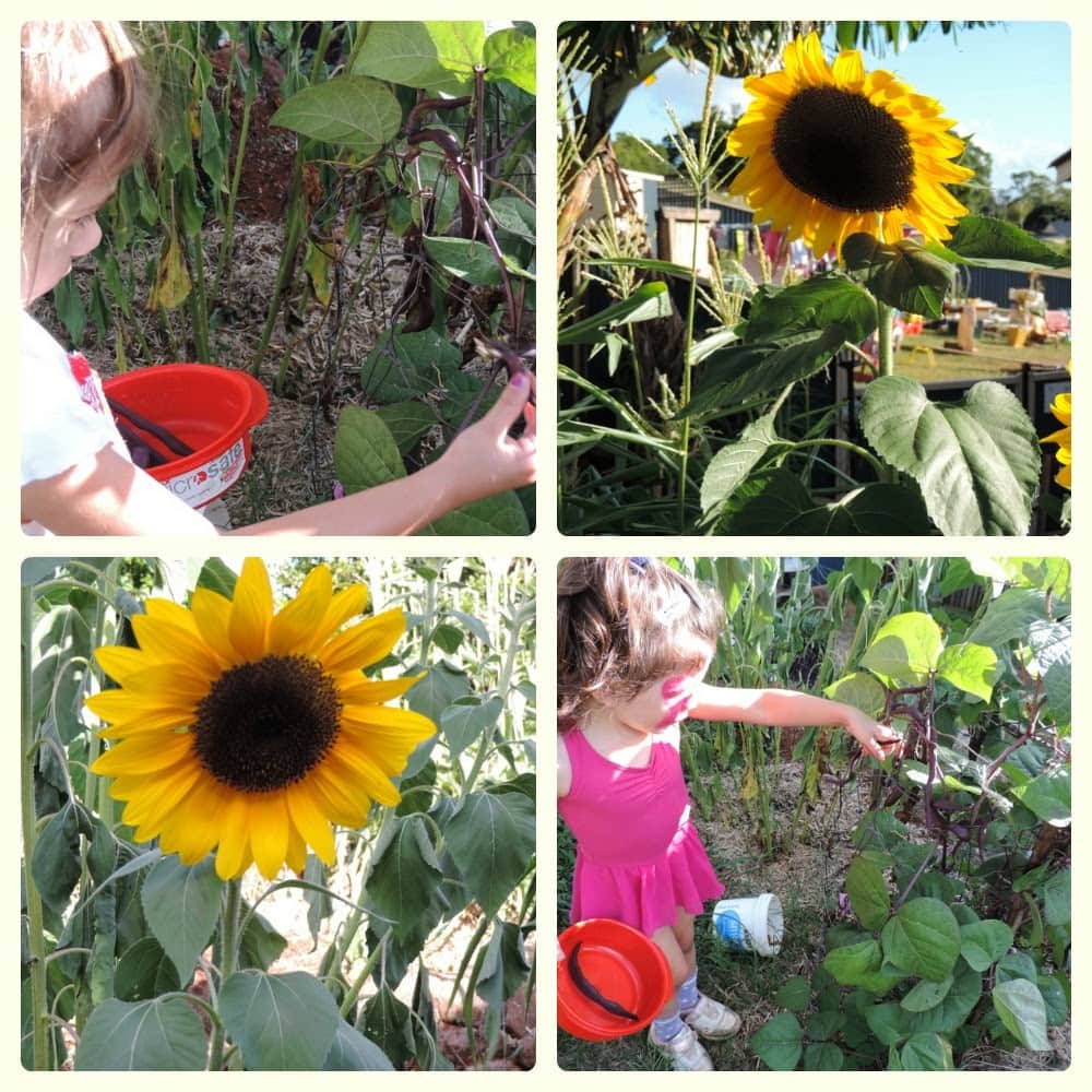 Activities with sunflowers for children- from growing to painting! See more at Mummy Musings and Mayhem