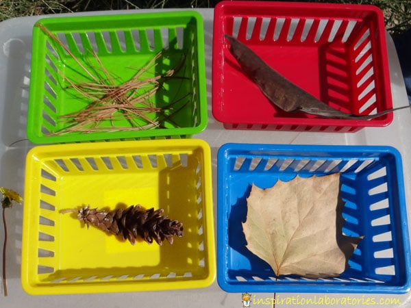 Create opportunities for engagement and active learning with leaves and seeds when you try one of the activities in this collection!