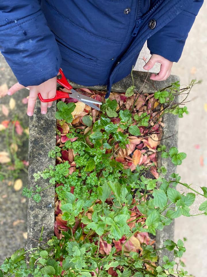 herb cutting Eco Friendly Fun In Early Learning