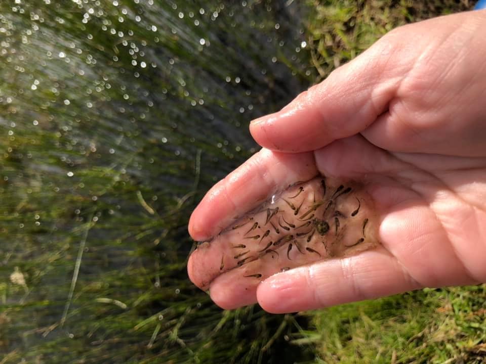 life cycle of a frog Find inspiration with this collection of outdoor activities, invitations and play ideas shared by educators.